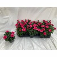 Dianthus 'Oscar Pink And Purple, pot 10,5 cm, h 20 cm