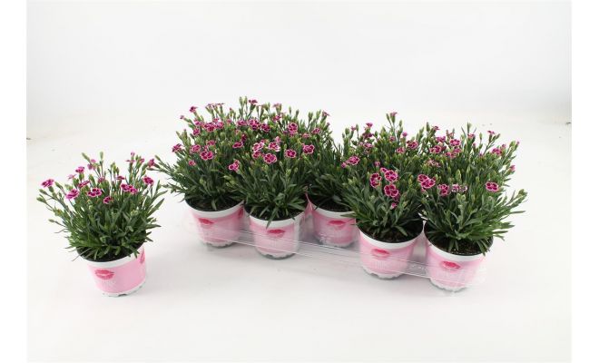 Dianthus  'Pink Kisses, pot 12 cm, h 25 cm - afbeelding 1