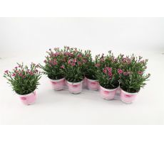 Dianthus 'Pink Kisses, pot 12 cm, h 25 cm - afbeelding 2