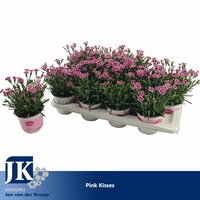 Dianthus  'Pink Kisses, pot 11 cm, h 25 cm - afbeelding 2