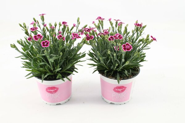 Dianthus  'Pink Kisses, pot 11 cm, h 25 cm - afbeelding 1