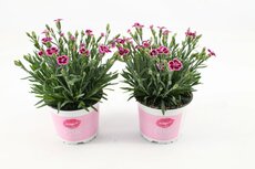 Dianthus 'Pink Kisses, pot 11 cm, h 25 cm - afbeelding 2