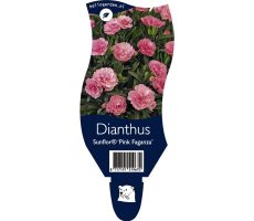 Dianthus Sunflor Pink Faganza P11