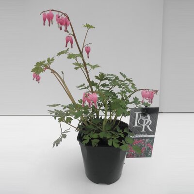 Dicentra spectabilis potmaat 17cm planthoogte 20cm