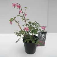 Dicentra spectabilis potmaat 17cm planthoogte 20cm