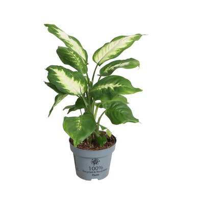 Dieffenbachia  'Camilla, pot 17 cm, h 50 cm