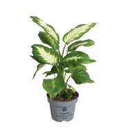 Dieffenbachia  'Camilla, pot 17 cm, h 50 cm