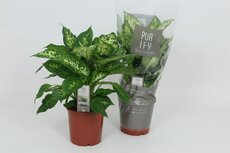 Dieffenbachia  'Compacta, pot 17 cm, h 55 cm