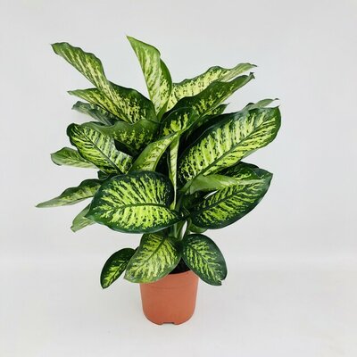 Dieffenbachia seg. 'Maroba, pot 21 cm, h 75 cm