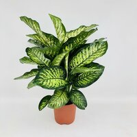 Dieffenbachia seg. 'Maroba, pot 21 cm, h 75 cm
