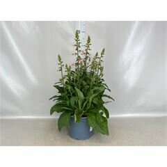 Digitalis  'Pink Panther, pot 23 cm, h 50 cm