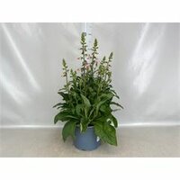 Digitalis  'Pink Panther, pot 23 cm, h 50 cm