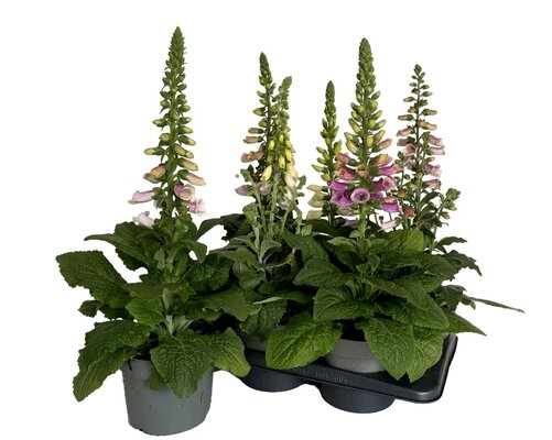 Digitalis pink, pot 17 cm, h 20 cm