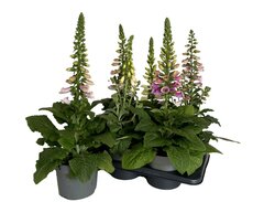 Digitalis pink, pot 17 cm, h 20 cm