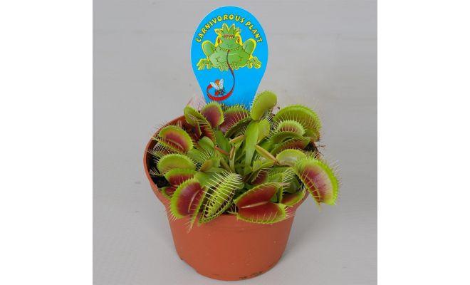 Dionaea muscipula p12 h15cm