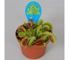 Dionaea muscipula p12 h15cm