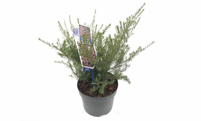 Diosma hirsuta Pink Fountain, pot 19 cm, h 30 cm - afbeelding 1