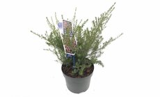 Diosma hirsuta Pink Fountain, pot 19 cm, h 30 cm - afbeelding 1
