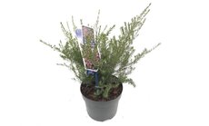 Diosma hirsuta Pink Fountain, pot 19 cm, h 30 cm - afbeelding 2