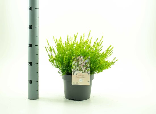 Diosma hirsuta Sunset Gold, pot 19 cm, h 30 cm