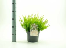 Diosma hirsuta Sunset Gold, pot 19 cm, h 30 cm