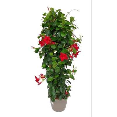 Dipladenia 19cm pot mix pyramide, h 70 cm