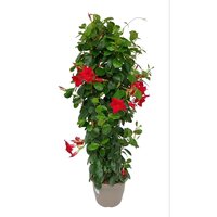 Dipladenia 19cm pot mix pyramide, h 70 cm