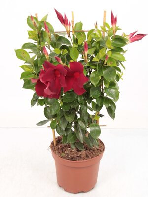 dipladenia mix p14cm h50cm - afbeelding 1