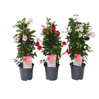 Dipladenia sundaville Mix, pot 23 cm, h 95 cm