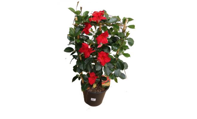 dipladenia 'sundaville red' ,p19 h80 - afbeelding 1