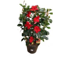 dipladenia 'sundaville red' ,p19 h80 - afbeelding 1