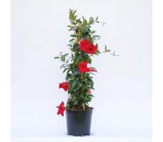 dipladenia 'sundaville red' ,p19 h80 - afbeelding 3