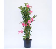 dipladenia 'sundaville red' ,p19 h80 - afbeelding 4