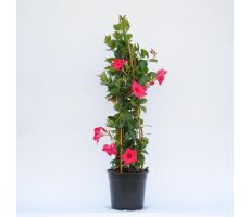 dipladenia 'sundaville red' ,p19 h80 - afbeelding 5