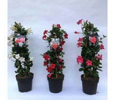 dipladenia 'sundaville red' ,p19 h80 - afbeelding 7