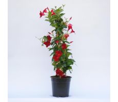 dipladenia 'sundaville red' ,p19 h80 - afbeelding 6