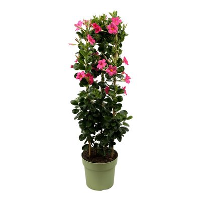 Dipladenia Sundaville Roze, pot 19 cm, h 75 cm