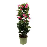 Dipladenia Sundaville Roze, pot 19 cm, h 75 cm