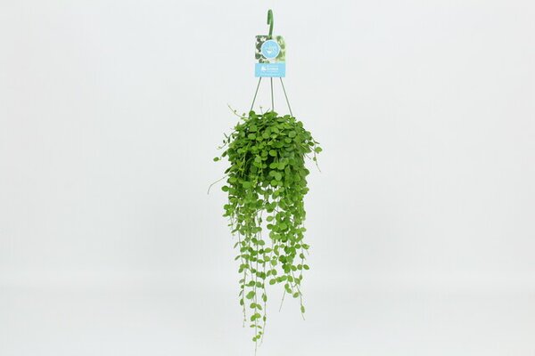 Dischidia nummul, pot 14 cm, h 40 cm