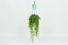 Dischidia nummul, pot 14 cm, h 40 cm