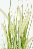 Dogtail gras groen in pot d10cm - H53 x Ø30 cm - afbeelding 2