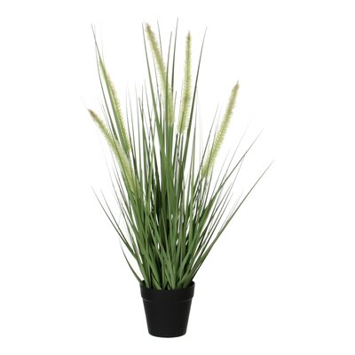 Dogtail gras groen in pot d10cm - H53 x Ø30 cm - afbeelding 1