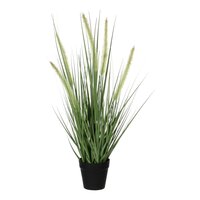 Dogtail gras groen in pot d10cm - H53 x Ø30 cm - afbeelding 1