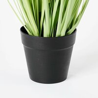 Dogtail gras groen in pot d10cm - H53 x Ø30 cm - afbeelding 3