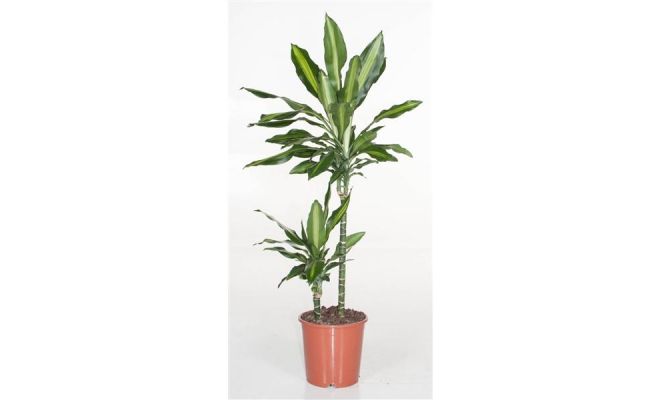 Dracaena Cintho (Drakenbloedboom), pot 19 cm, h 90 cm