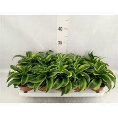 Dracaena fr de Tornado, pot 12 cm