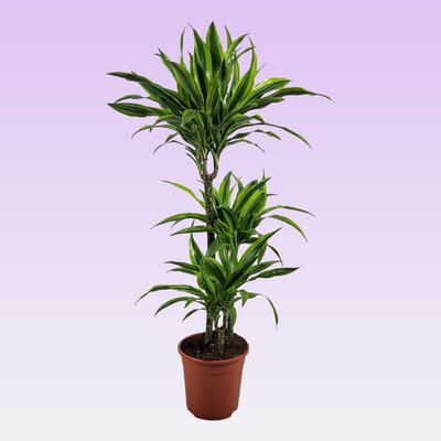 dracaena frag. 'lemon lime'  h 100 cm