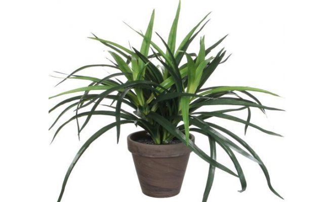 Dracaena in pot d40h34cm groen(kuntsplant)