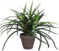 Dracaena in pot d40h34cm groen(kuntsplant)