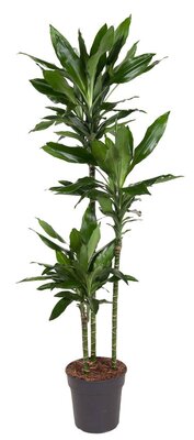 Dracaena Janet Lind (Drakenbloedboom), pot 24 cm, h 150 cm - afbeelding 1